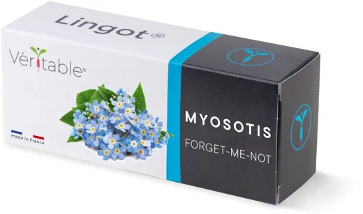 Véritable Lingot Forget me not (Myosotis)